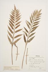 Asplenium scleroprium. Herbarium specimen from Bluff, WELT P009931, showing adaxial and abaxial surfaces of fertile fronds.
 Image: J.W. Wilson-Davey © Te Papa CC BY-NC 3.0 NZ